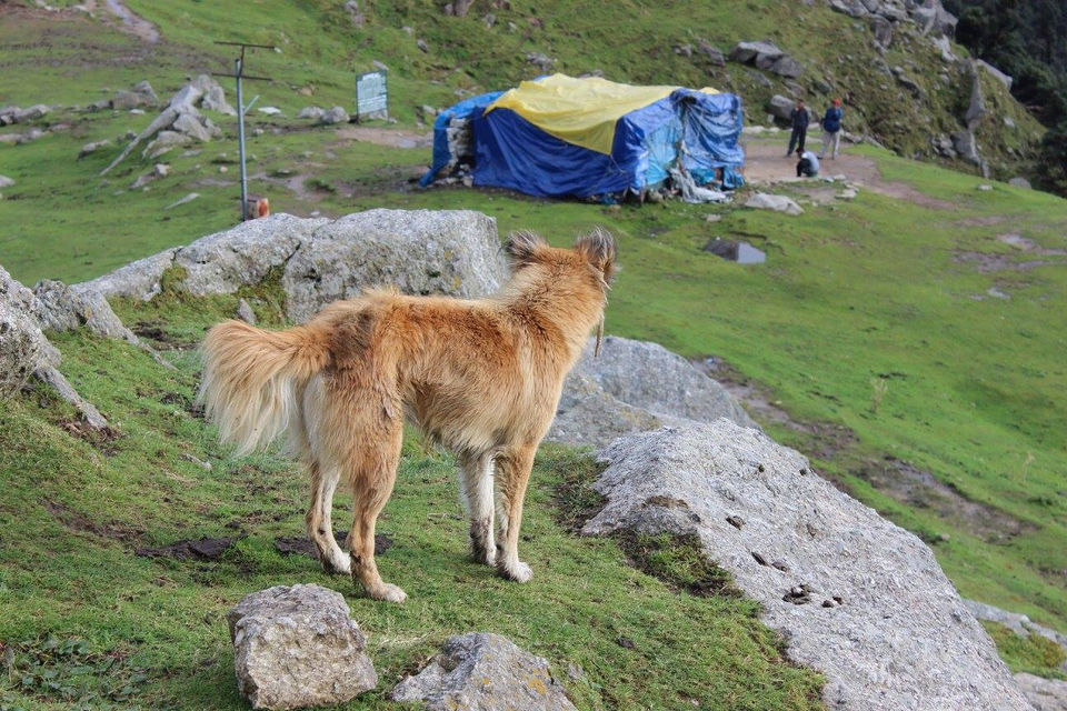 Photo of Triund Trek-Mcleodganj by Kanishk Daima
