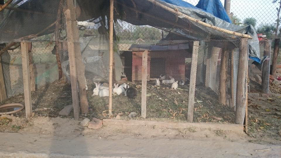 Photo of Resort in Ramnagar! by Kanishk Daima