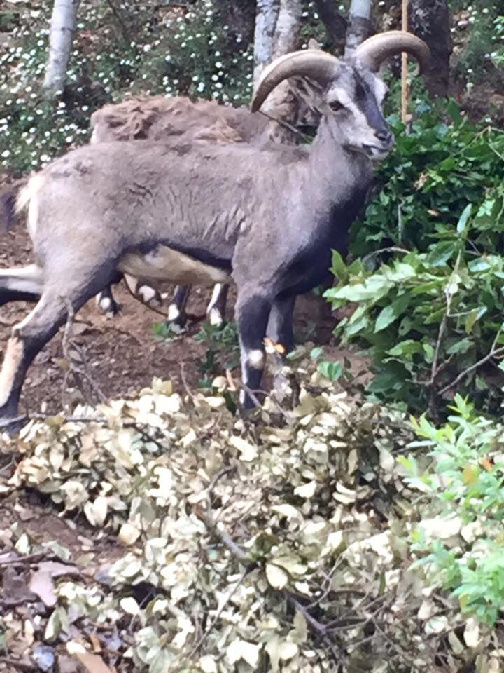 Photo of High Altitude Zoo( NAINITAL) by Kanishk Daima