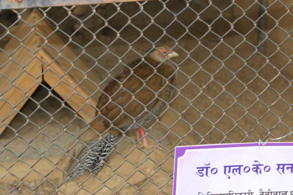 Photo of High Altitude Zoo( NAINITAL) by Kanishk Daima