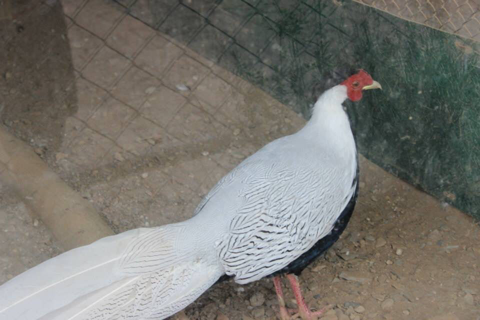 Photo of High Altitude Zoo( NAINITAL) by Kanishk Daima