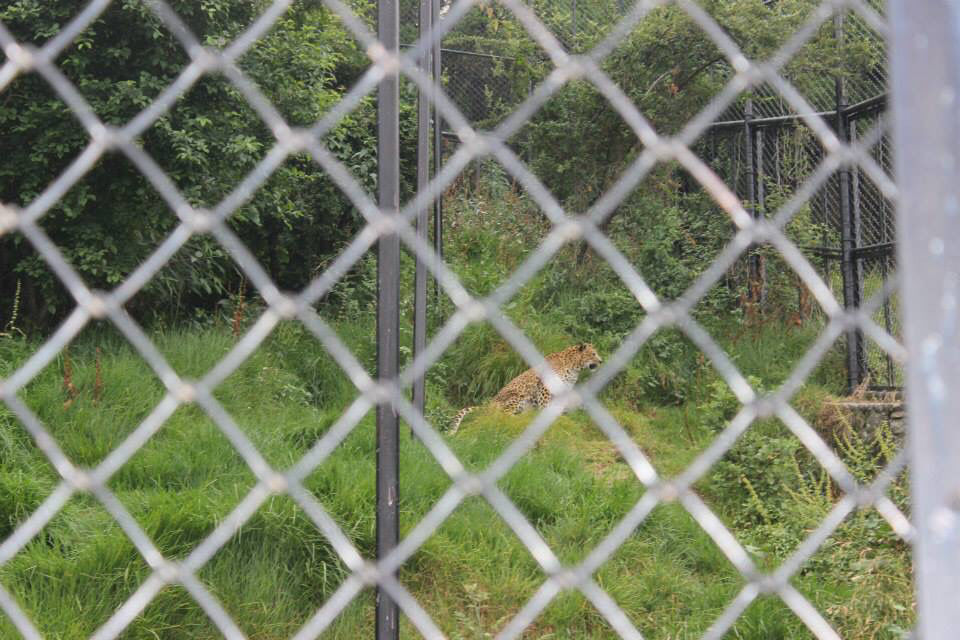 Photo of High Altitude Zoo( NAINITAL) by Kanishk Daima