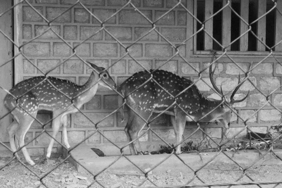 Photo of High Altitude Zoo( NAINITAL) by Kanishk Daima