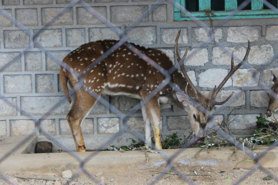 Photo of High Altitude Zoo( NAINITAL) by Kanishk Daima