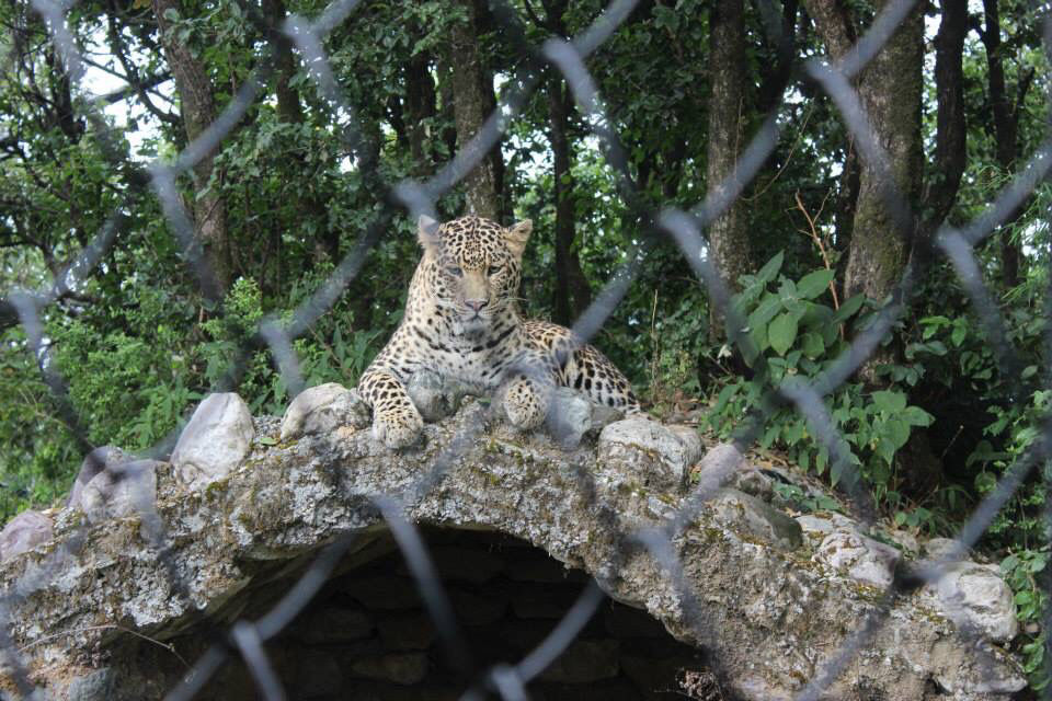 Photo of High Altitude Zoo( NAINITAL) by Kanishk Daima