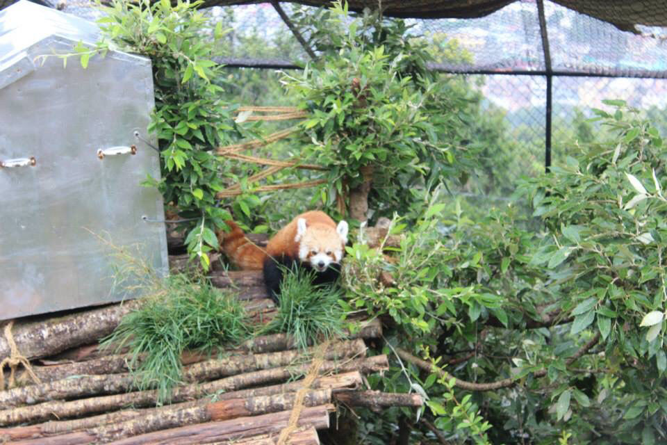 Photo of High Altitude Zoo( NAINITAL) by Kanishk Daima