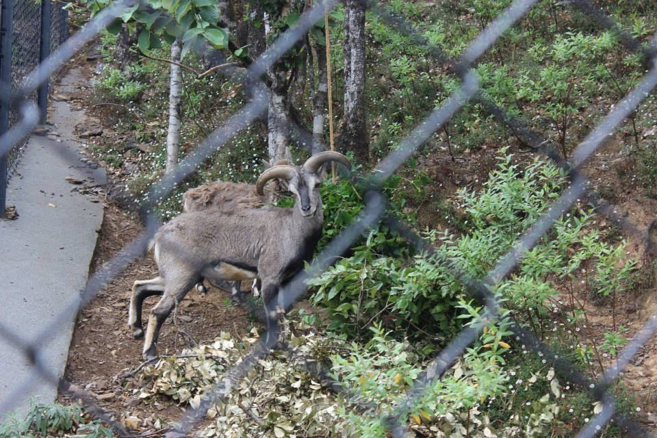 Photo of High Altitude Zoo( NAINITAL) by Kanishk Daima