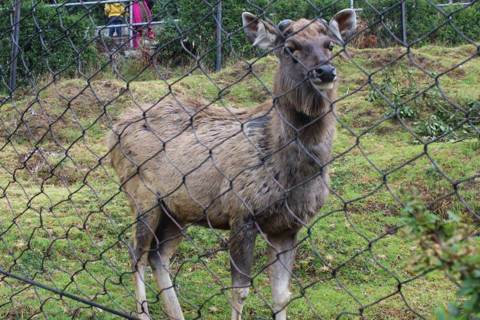 Photo of High Altitude Zoo( NAINITAL) by Kanishk Daima