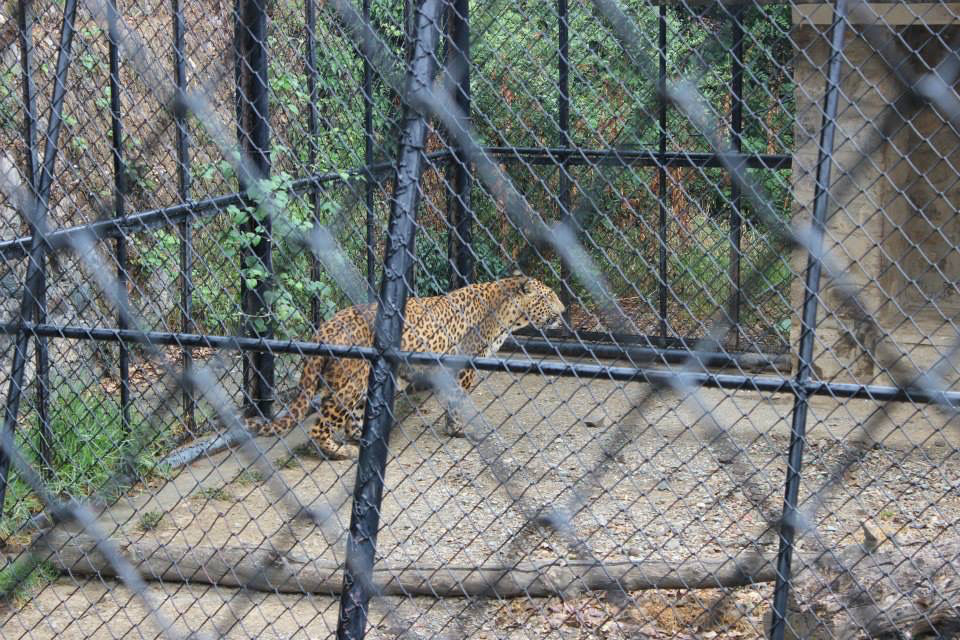 Photo of High Altitude Zoo( NAINITAL) by Kanishk Daima
