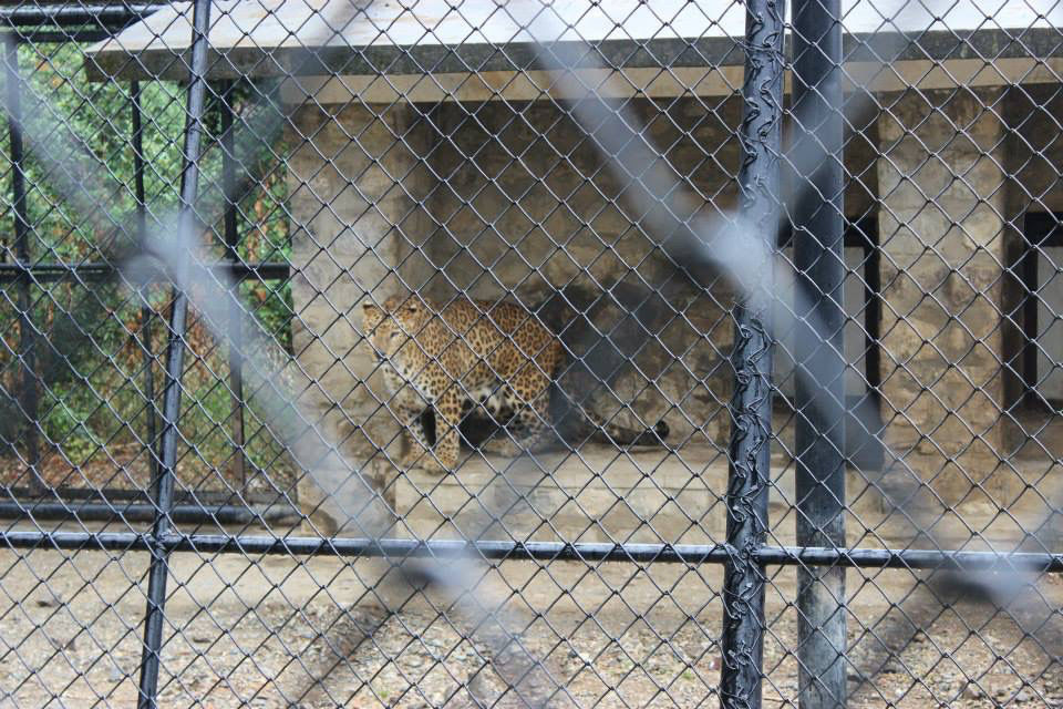 Photo of High Altitude Zoo( NAINITAL) by Kanishk Daima