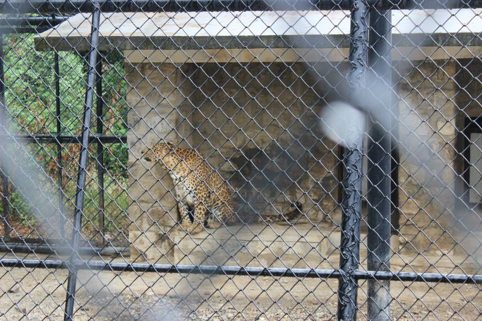 Photo of High Altitude Zoo( NAINITAL) by Kanishk Daima