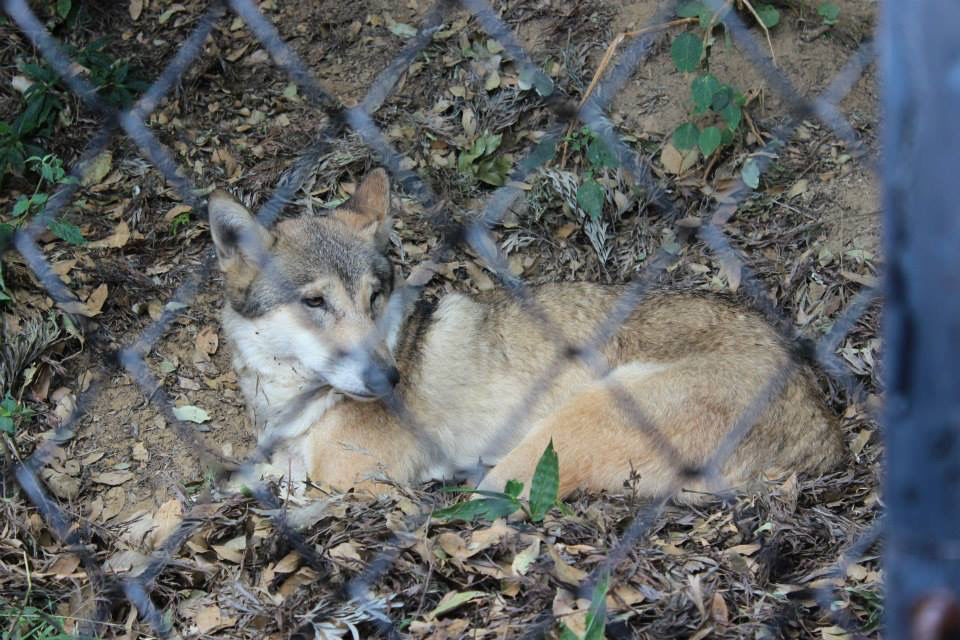Photo of High Altitude Zoo( NAINITAL) by Kanishk Daima