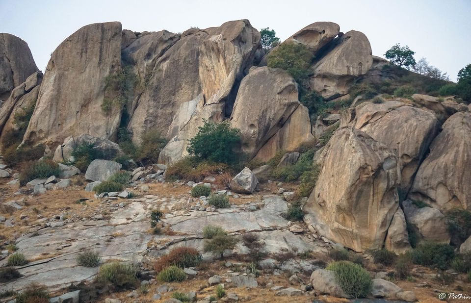 Photo of LEOPARD SPOTTING IN JAWAI, RAJASTHAN by Pathin