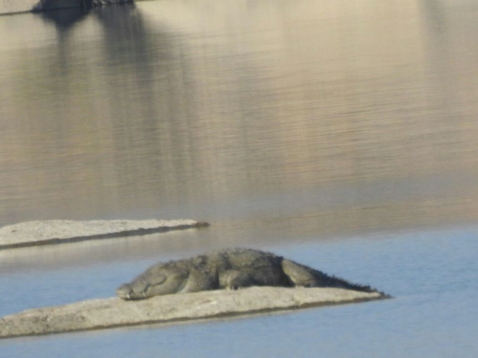 Photo of LEOPARD SPOTTING IN JAWAI, RAJASTHAN by Pathin
