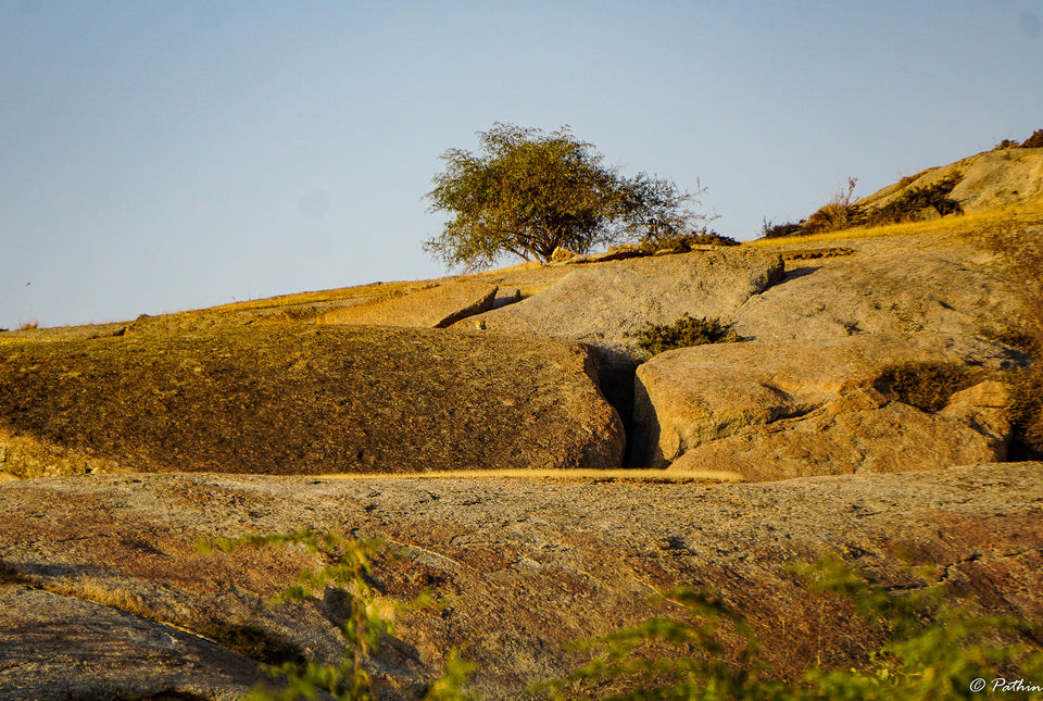 Photo of LEOPARD SPOTTING IN JAWAI, RAJASTHAN by Pathin