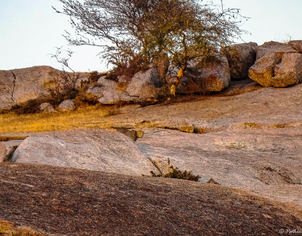Photo of LEOPARD SPOTTING IN JAWAI, RAJASTHAN by Pathin
