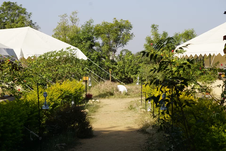 Photo of LEOPARD SPOTTING IN JAWAI, RAJASTHAN by Pathin