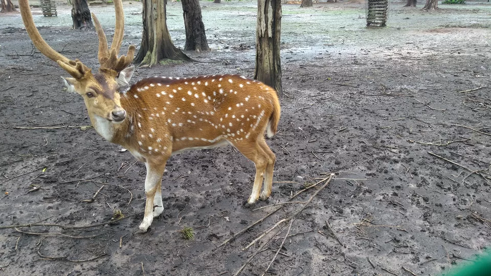 Photo of Nisargadhama, Coorg, Karnataka by Bharti Gupta