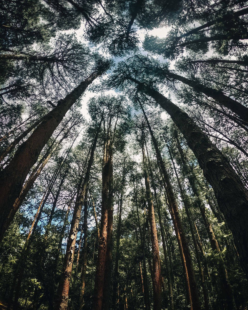 Photo of Off-beat experiences to explore in Kodaikanal, Tamil Nadu by riddhidebh