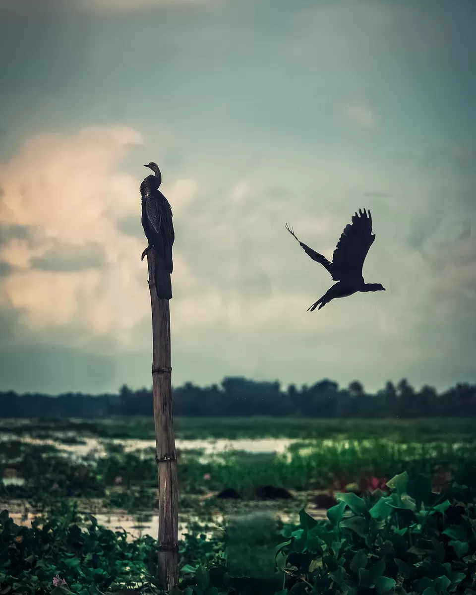Photo of Vembanad Lake, Kerala by riddhidebh