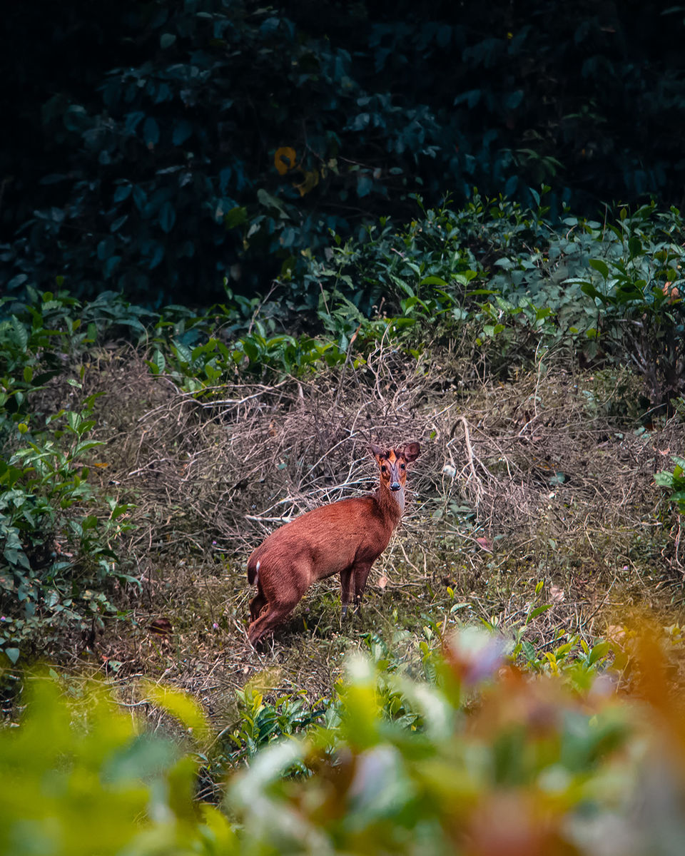 Photo of If a Quiet Weekend Getaway is on Your Mind, Head to the Nilgiri Mountains RIGHT NOW! by riddhidebh