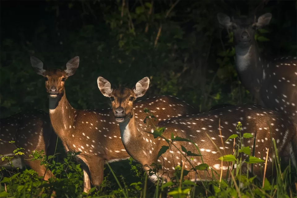 Photo of Bhadra Wildlife Sanctuary, Lakkavalli, Karnataka, India by riddhidebh