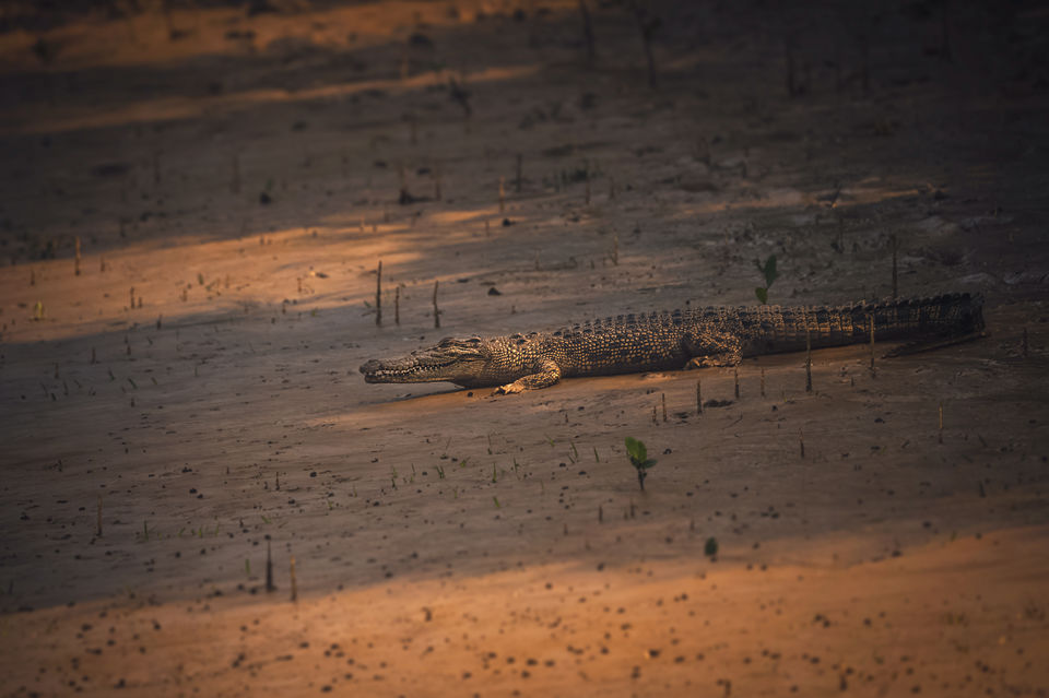 Photo of This National Park in Odisha Will Blow You Away With A Thrilling Boat Ride & Spotting 40+ Crocodiles by riddhidebh
