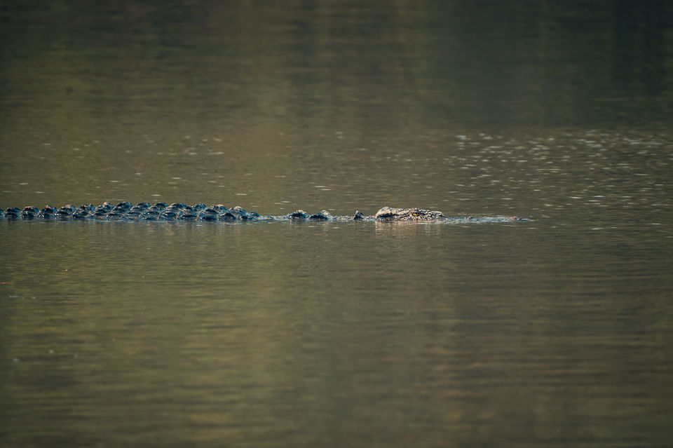 Photo of This National Park in Odisha Will Blow You Away With A Thrilling Boat Ride & Spotting 40+ Crocodiles 1/4 by riddhidebh