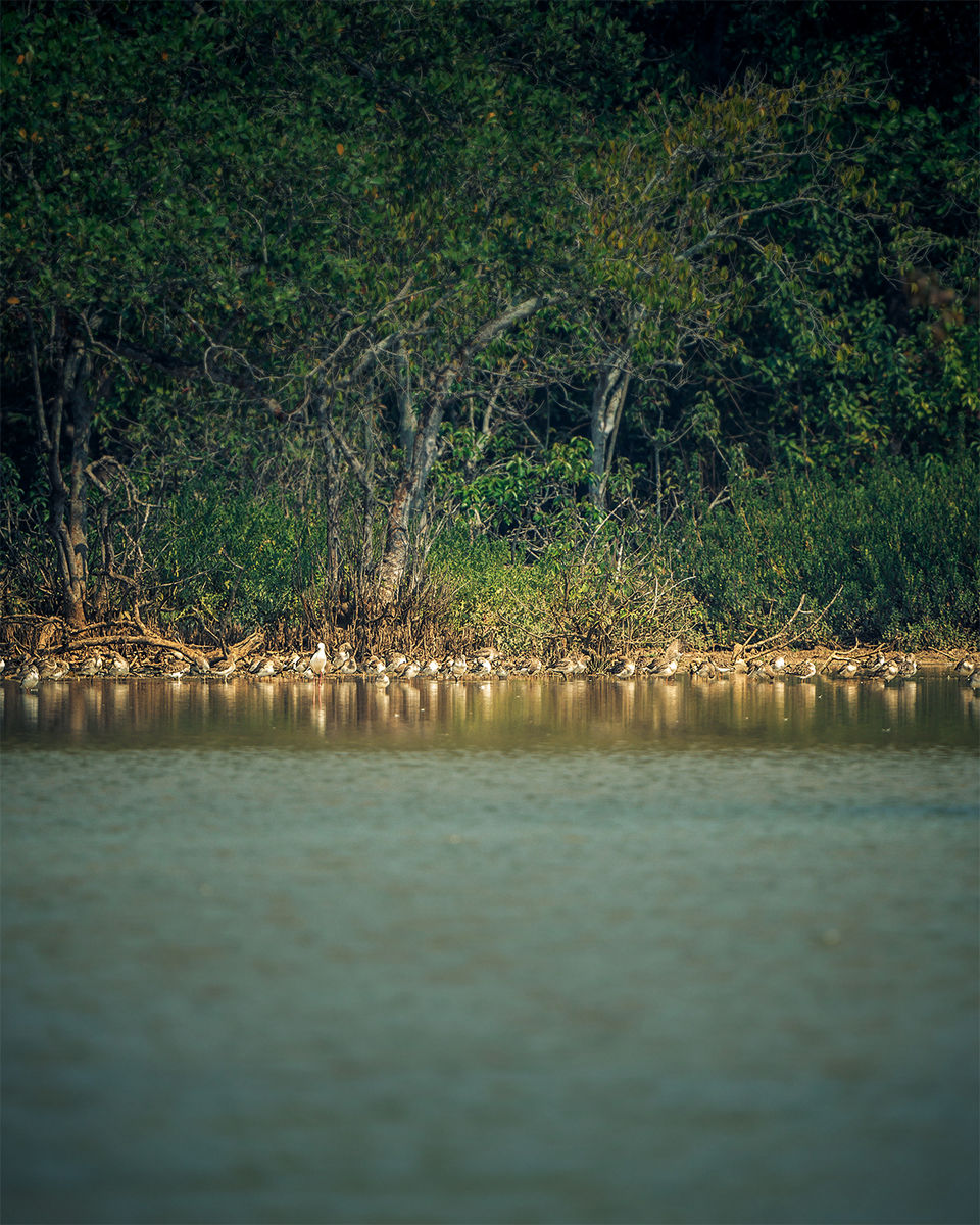 Photo of This National Park in Odisha Will Blow You Away With A Thrilling Boat Ride & Spotting 40+ Crocodiles 4/4 by riddhidebh