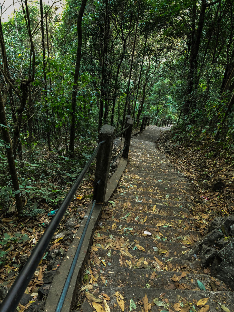 Photo of Jingkieng Nongriat Double Decker Living Root Bridge, Meghalaya, India by Sheetal Tekam