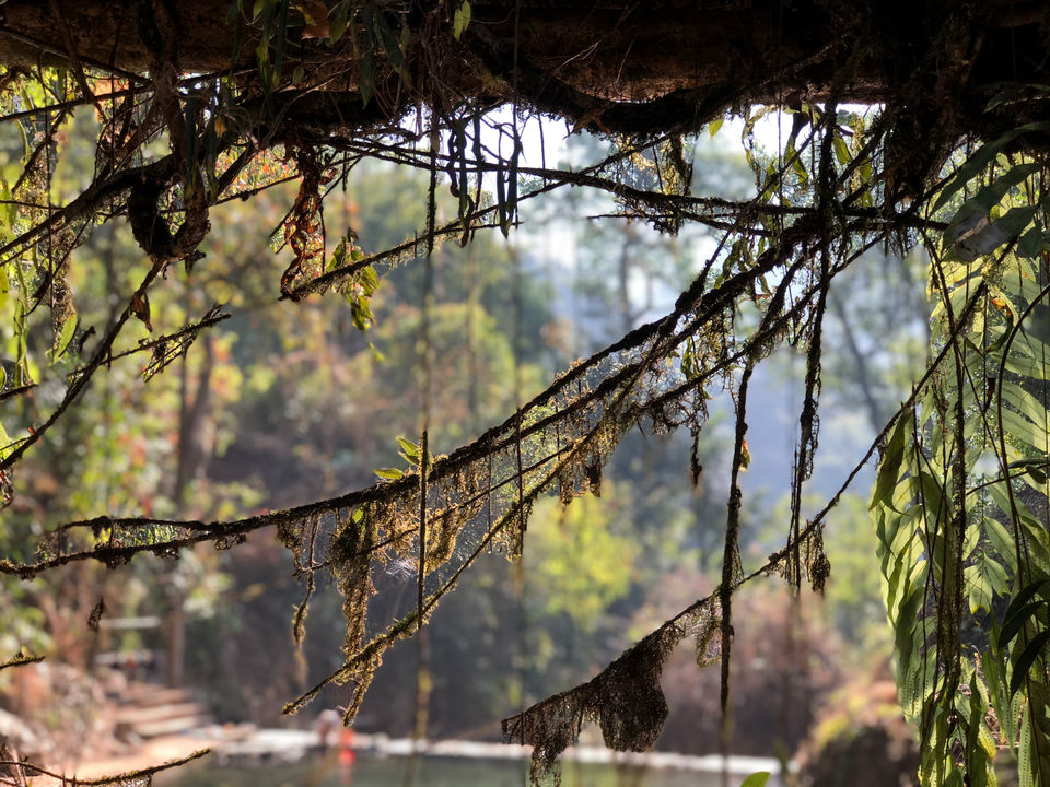 Photo of Jingkieng Nongriat Double Decker Living Root Bridge, Meghalaya, India by Sheetal Tekam