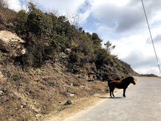 Photo of Bomdila by Anandita Pattnaik