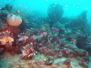 Photo of The World Deep Down : Musings of my first dive by Anandita Pattnaik