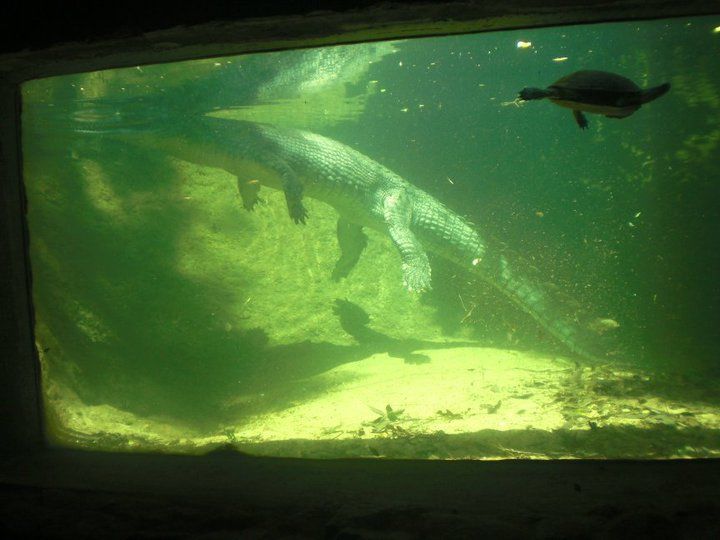 Photo of Crocodile Bank, Semencheri, Tamil Nadu, India by Shivaani Harmsen