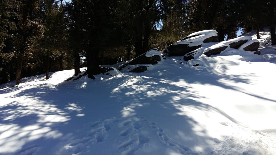 Photo of Churdhar_Amateur_Snow Trek ☃Outer Himalayas 7/18 by Gautam