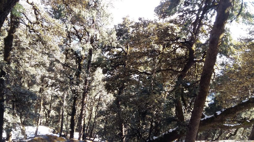 Photo of Churdhar_Amateur_Snow Trek ☃Outer Himalayas 6/18 by Gautam
