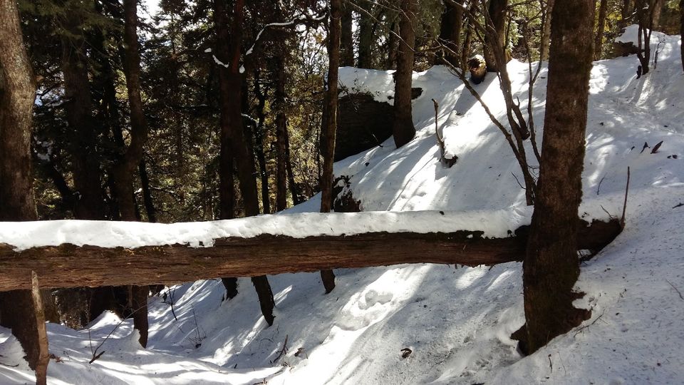 Photo of Churdhar_Amateur_Snow Trek ☃Outer Himalayas 12/18 by Gautam