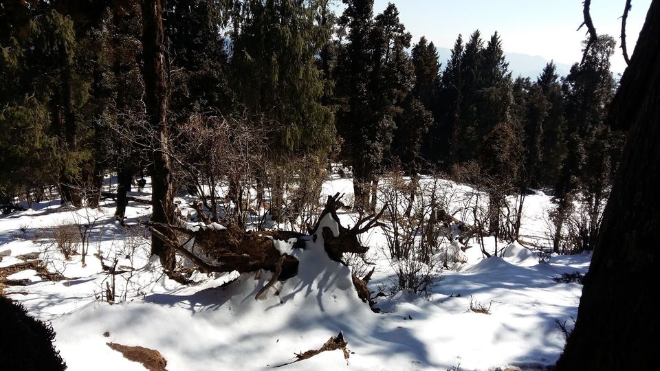 Photo of Churdhar_Amateur_Snow Trek ☃Outer Himalayas 14/18 by Gautam