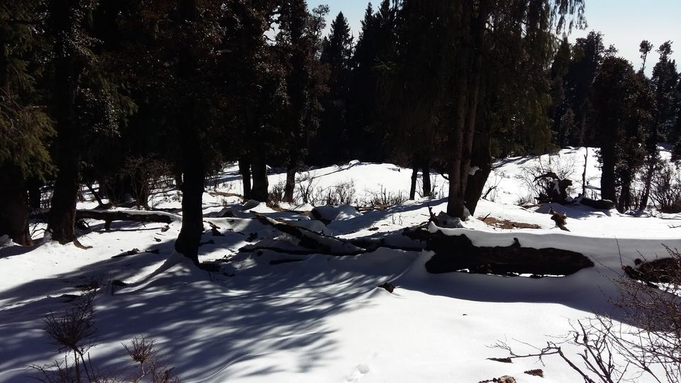 Photo of Churdhar_Amateur_Snow Trek ☃Outer Himalayas 15/18 by Gautam