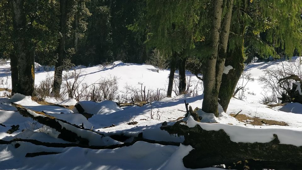 Photo of Churdhar_Amateur_Snow Trek ☃Outer Himalayas 16/18 by Gautam