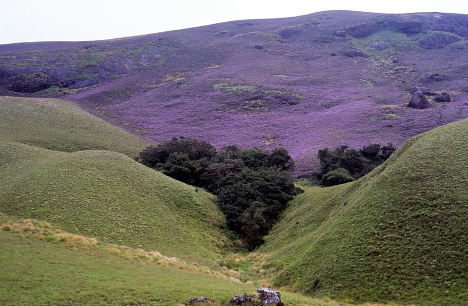 Photo of Neelakurinji Year 2018 | Go Camping and Explore this Wonder at Munnar 1/1 by Campper Camping