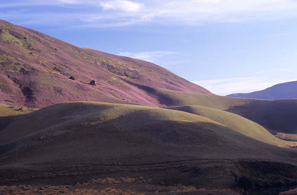 Photo of Neelakurinji Year 2018 | Go Camping and Explore this Wonder at Munnar by Campper Camping