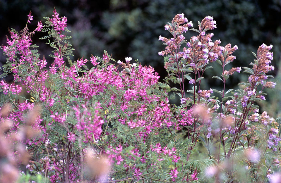Photo of Neelakurinji Year 2018 | Go Camping and Explore this Wonder at Munnar by Campper Camping