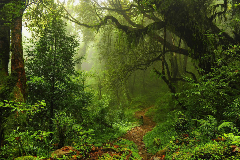 Photo of Wayanad: ExperienceCamping at the top of Edakkal Caves. 1/3 by Campper Camping