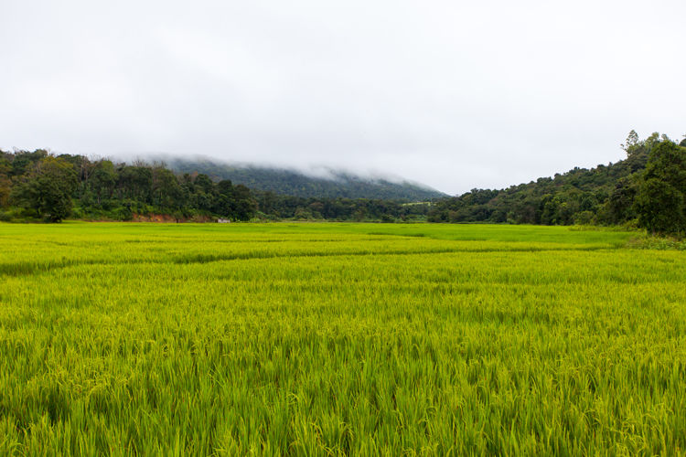 Photo of Sakleshpur, Karnataka, India by Rahul Kumar