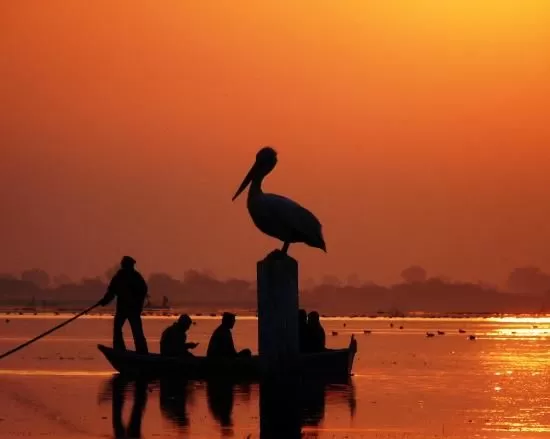 Photo of Nalsarovar Bird Sanctuary, Bagodara Nalsarovar Link Road, Nalsarovar, Gujarat, India by Saurav