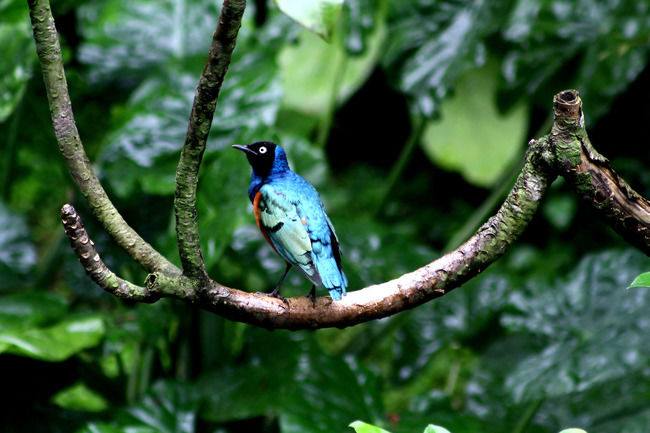 Photo of Kuala Lumpur Bird Park, KL Bird Park, Jalan Cenderawasih, Perdana Botanical Gardens, Kuala Lumpur, Federal Territory of Kuala Lumpur, Malaysia by Tripoto