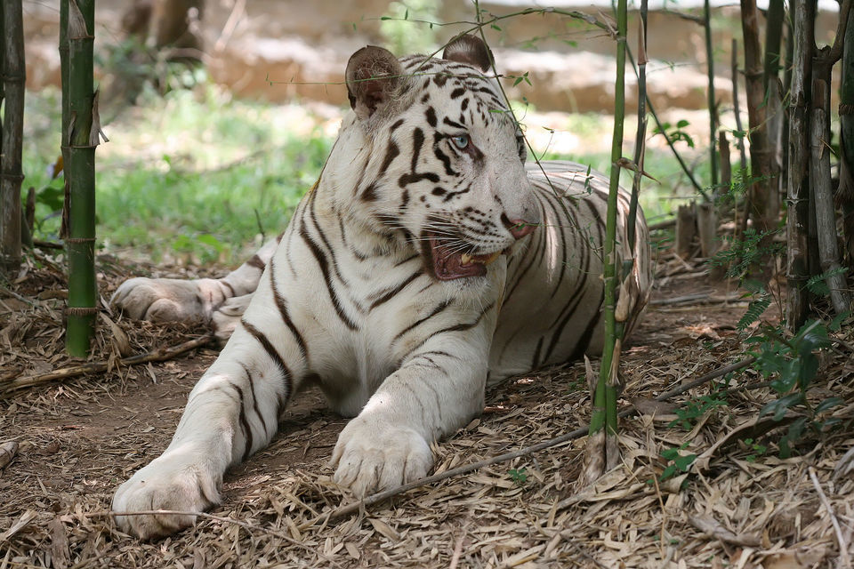 Photo of Bannerughatta National Park, Bannerughatta, Bengaluru, Karnataka by Sreshti Verma