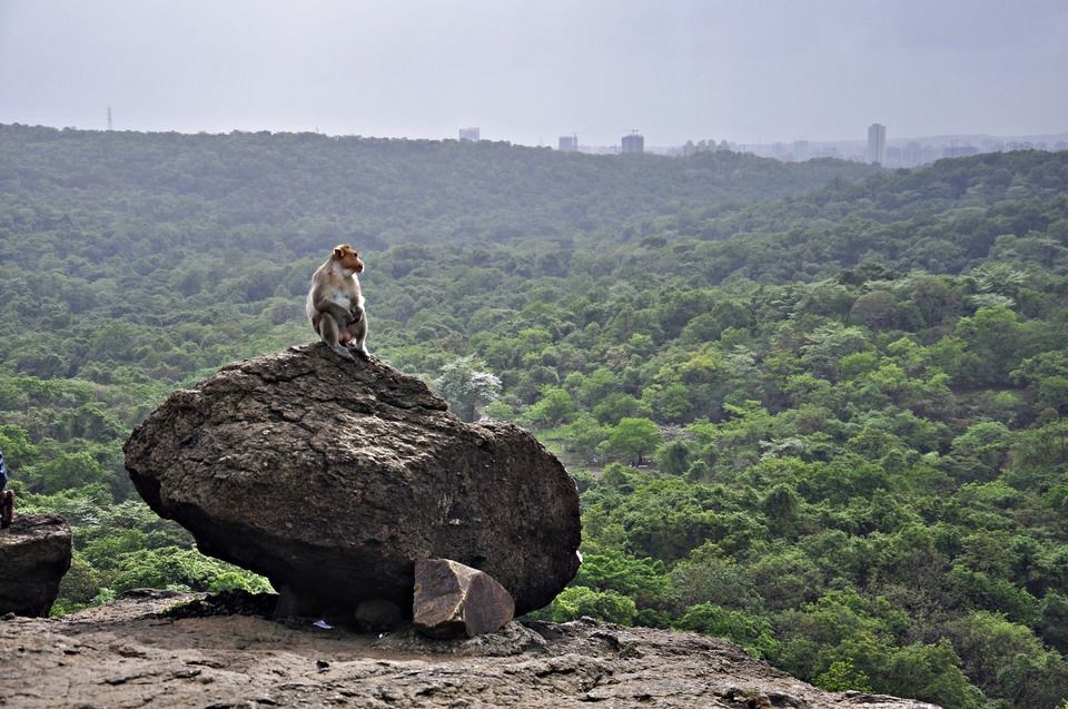 Photo of Sanjay Gandhi National Park, Mumbai, Maharashtra, India by Sreshti Verma