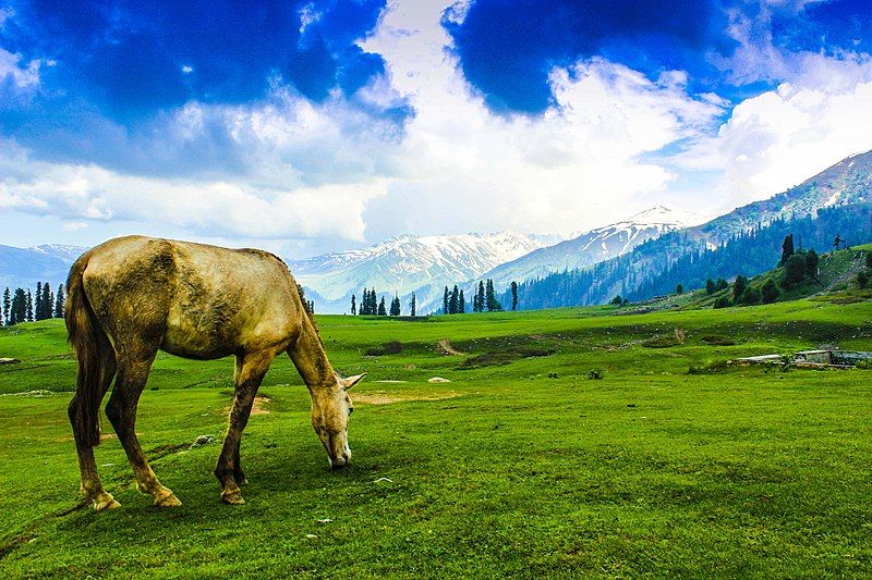Photo of Kashmir Photos That Prove Why It Is The Best Place To Enjoy Autumn In India 1/1 by Ishvani Hans
